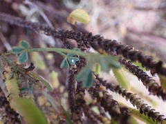 Indigofera heterophylla