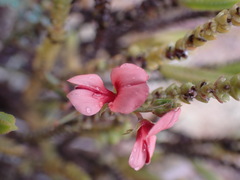 Indigofera heterophylla