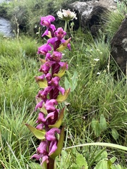 Disperis tysonii