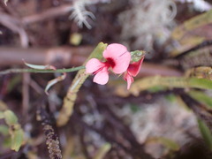 Indigofera heterophylla