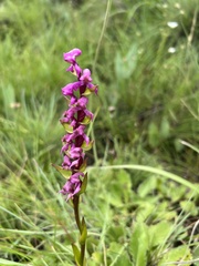 Disperis tysonii