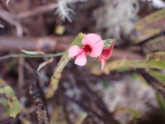 Indigofera heterophylla