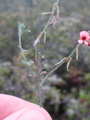 Indigofera heterophylla
