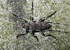 Acanthocinus obsoletus