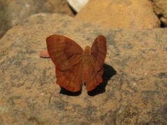 Abisara bifasciata