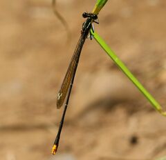 Allocnemis leucosticta