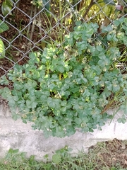 Oxalis spiralis