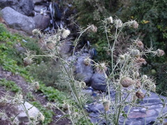 Sphaeranthus indicus