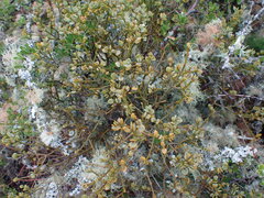 Viscum rotundifolium