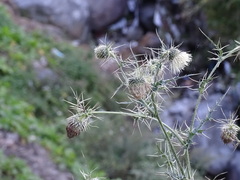 Sphaeranthus indicus