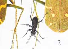 Myriochila undulata