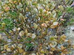 Viscum rotundifolium