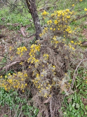 Ulex eriocladus