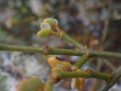 Viscum rotundifolium