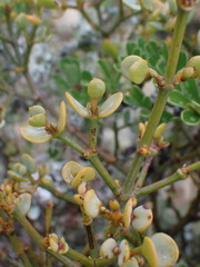 Viscum rotundifolium