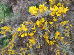 Ulex eriocladus