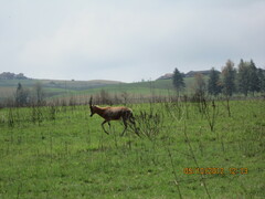 Damaliscus pygargus phillipsi
