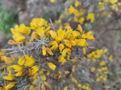 Ulex eriocladus