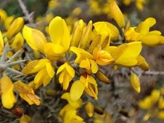 Ulex eriocladus
