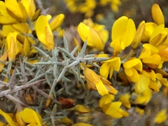 Ulex eriocladus