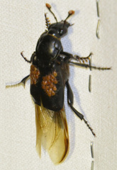 Nicrophorus humator