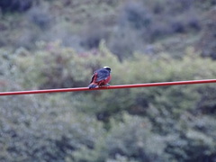 Phoenicurus leucocephalus