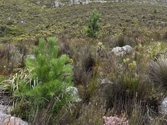 Pinus pinaster