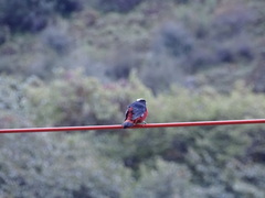 Phoenicurus leucocephalus