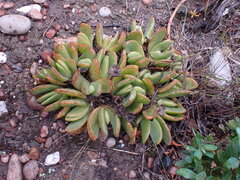 Glottiphyllum longum