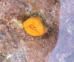 Balanophyllia regia