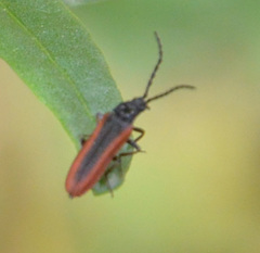 Omalisus fontisbellaquei