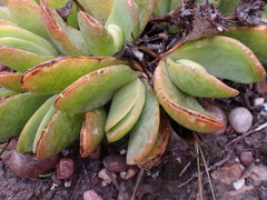 Glottiphyllum longum