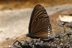 Euploea sylvester
