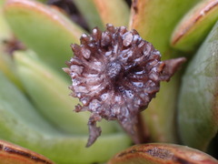 Glottiphyllum longum