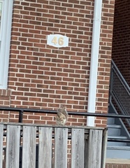 Sciurus carolinensis