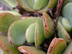 Glottiphyllum longum