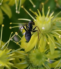 Camponotus feae