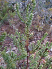 Oedera genistifolia