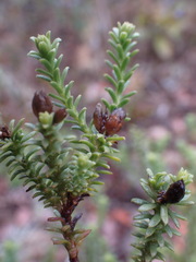 Oedera genistifolia
