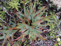 Aloe lineata