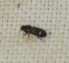Pleurophorus caesus