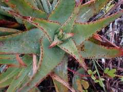 Aloe lineata