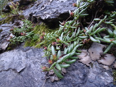 Sedum goldmanii