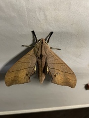 Marumba cristata