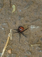 Latrodectus corallinus