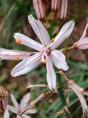 Asphodelus