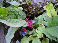 Bistorta amplexicaulis