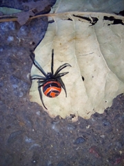 Latrodectus corallinus