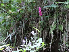 Bistorta amplexicaulis