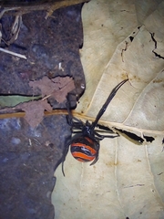 Latrodectus corallinus